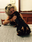Kleine Flap, kaninchen teckel teefje, bijna 4 jaar oud, heeft een half jaar geleden een acute hernia gehad. 